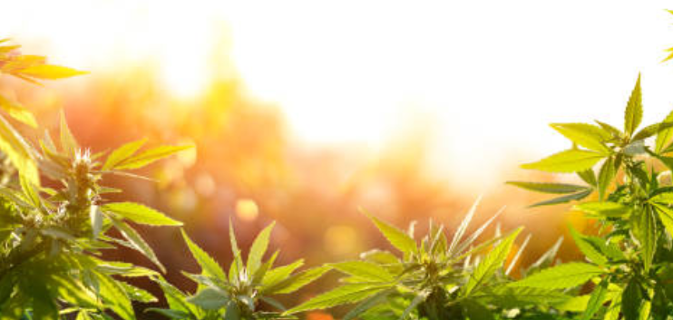 Cannabis Benefits During the Pandemic